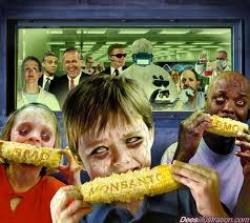 Franta cere din nou suspendarea autorizatiei de cultivare a porumbului modificat genetic MON810, pro