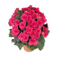 Plante de apartament - BEGONIA DE  CEARA
