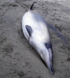 Descoperirea unei specii extrem de rară de balenă